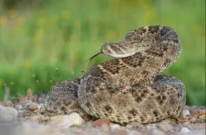 Western Diamondback curled up into the striking position