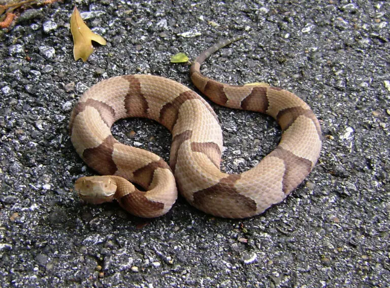 Copperhead Snake 768x568