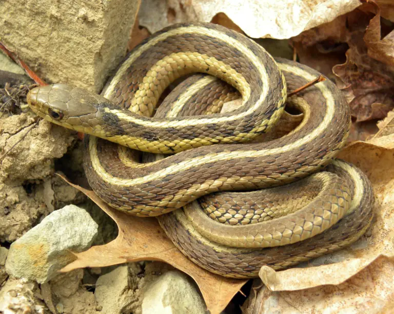 Eastern Garter Snake 768x611