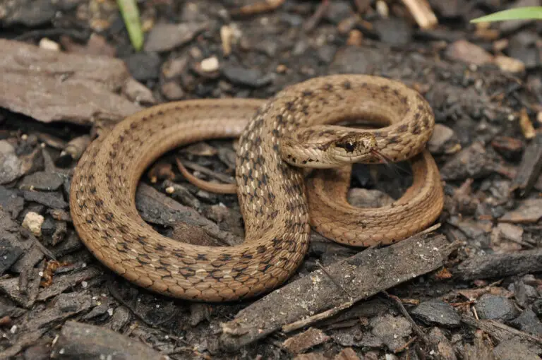 Marsh Brown Snake 1 768x510