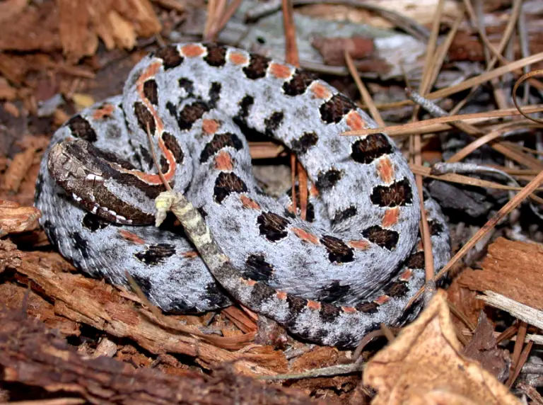 Pygmy Rattlesnake 768x572