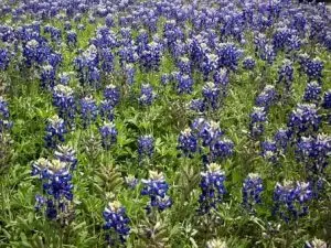 plants that are perfect for Texas