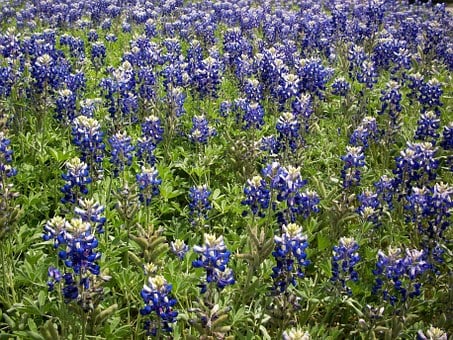 plants that are perfect for Texas
