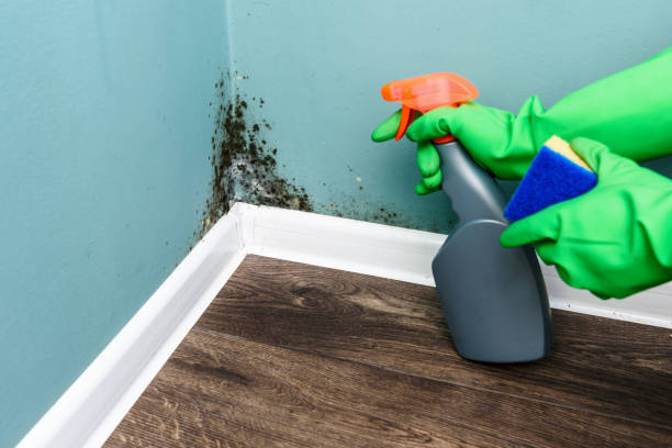 Is Mold in Your Home Damaging Your Property Value?